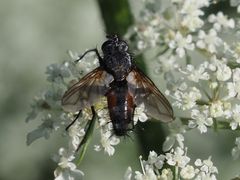 Eriothrix rufomaculata