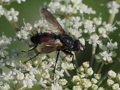 Eriothrix rufomaculata