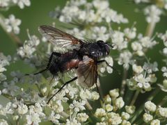 Eriothrix rufomaculata