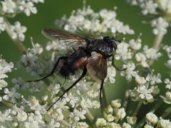 Eriothrix rufomaculata
