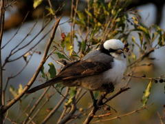 Eurocephalus anguitimens