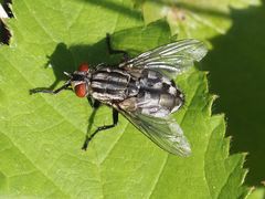 Sarcophagidae