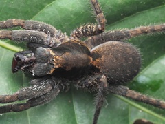 Ctenidae