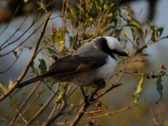 Eurocephalus anguitimens