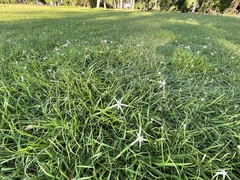 Rhynchospora nervosa