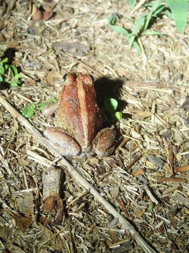 Platyplectrum ornatum