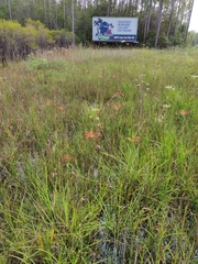 Lilium catesbaei image