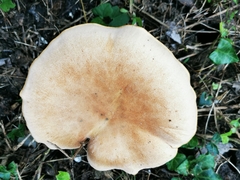 Neolentinus degener