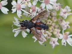 Eriothrix rufomaculata