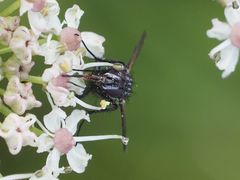 Eriothrix rufomaculata