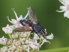 Eriothrix rufomaculata