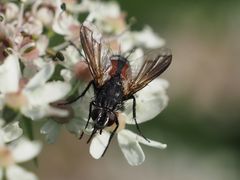 Eriothrix rufomaculata