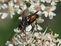 Eriothrix rufomaculata