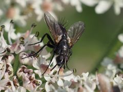 Eriothrix rufomaculata