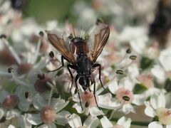 Eriothrix rufomaculata