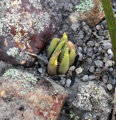 Haworthia chloracantha Haw. 2