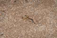 Anuroctonus phaiodactylus