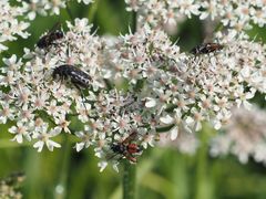 Eriothrix rufomaculata