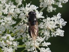 Cheilosia