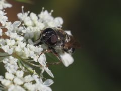 Cheilosia