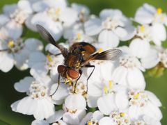 Ectophasia crassipennis