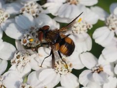 Ectophasia crassipennis