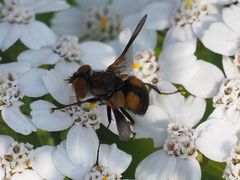 Ectophasia crassipennis