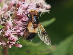 Volucella pellucens
