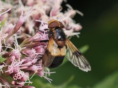 Volucella pellucens