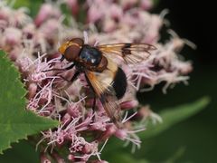 Volucella pellucens