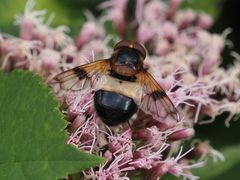 Volucella pellucens