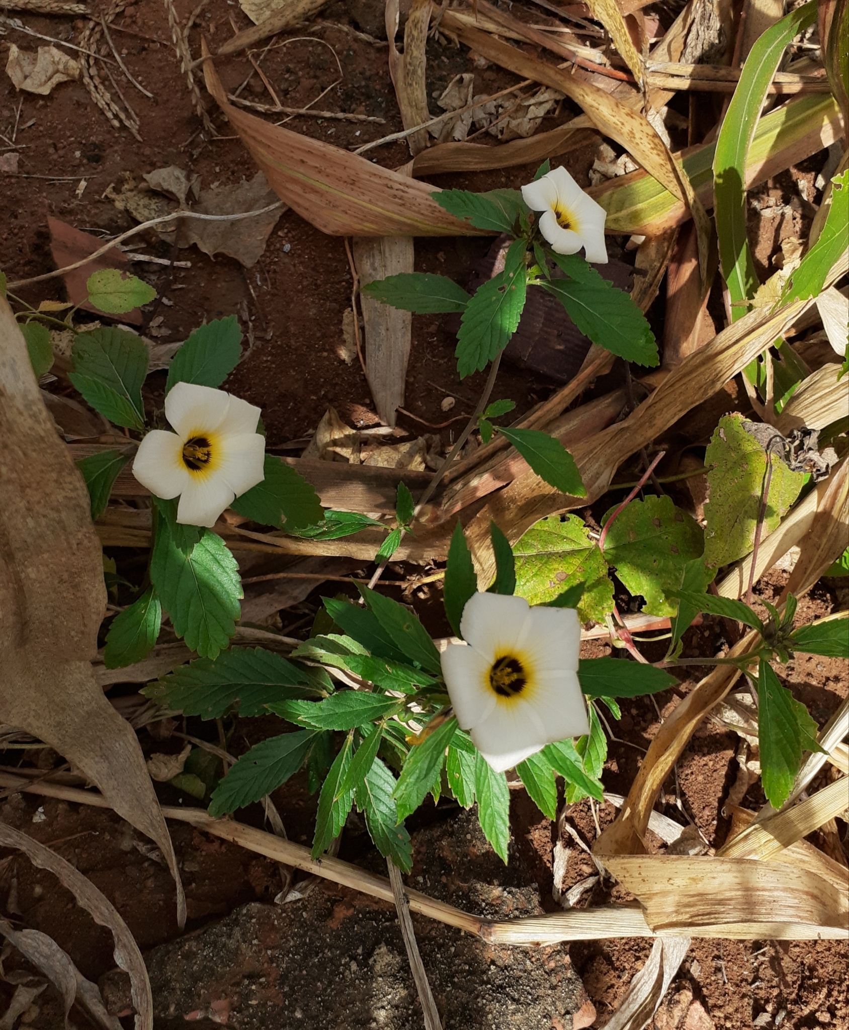 Turnera subulata