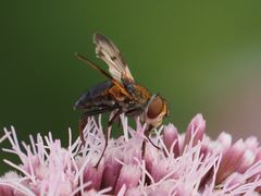 Ectophasia crassipennis