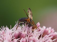 Ectophasia crassipennis