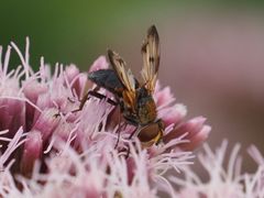 Ectophasia crassipennis