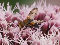 Ectophasia crassipennis