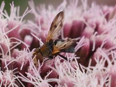 Ectophasia crassipennis