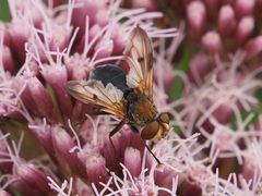 Ectophasia crassipennis