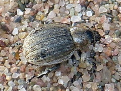 Philopedon plagiatum