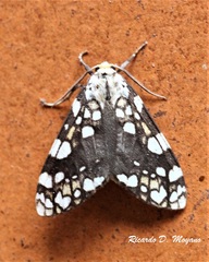 Tessella sertata