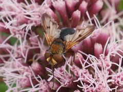 Ectophasia crassipennis