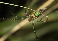 Leucauge kibonotensis