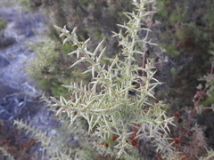 Ulex argenteus subsericeus