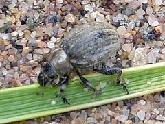 Philopedon plagiatum