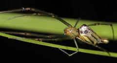 Leucauge kibonotensis