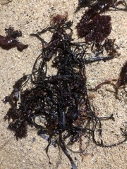 Chondrus