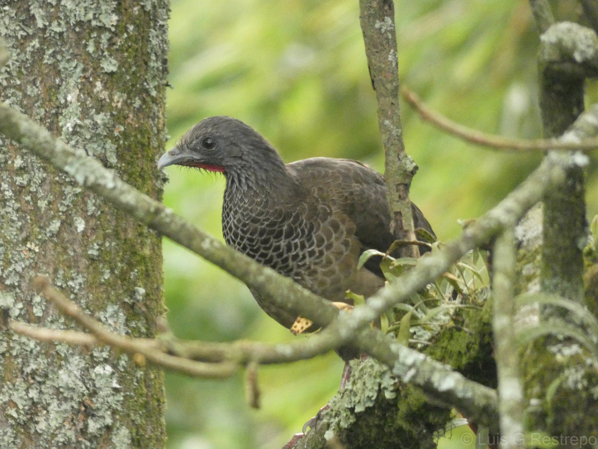 Colombian Chachalaca illustration