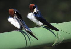 Hirundo smithii smithii