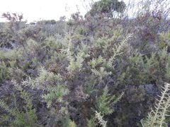 Ulex argenteus subsericeus