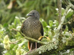 Colombian Chachalaca photo 5